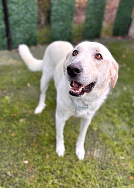 Jelly Roll, the Sweetest
